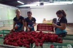 III Edición Feria del Rambután