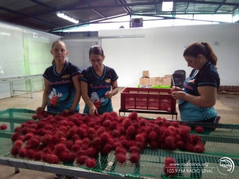 III Edición Feria del Rambután